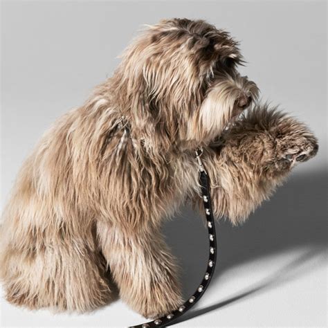 puppy in a celine purse|Celine Debuts New Dog Accessory Collection .